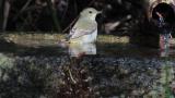 Female or juvenile Narcissus Flycatcher, bathing
