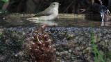 Female or juvenile Narcissus Flycatcher, bathing