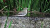 Female or juvenile Narcissus Flycatcher, bathing and took flight