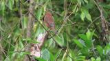 Perched Bull-headed Shrike