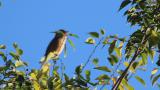 Calling Bull-headed Shrike