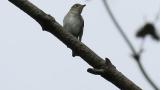 Perched Asian Brown Flycatcher, then flight