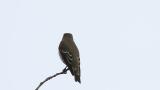 Perched Grey-streaked Flycatcher, then flight