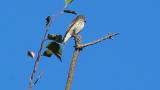 Perched Grey-streaked Flycatcher, then flight