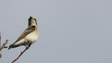 Perched Grey-streaked Flycatcher, then flight