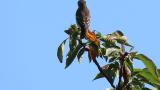 Perched Grey-streaked Flycatcher