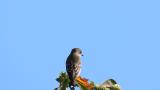 Perched Grey-streaked Flycatcher, then flight