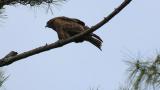 Calling Black Kite