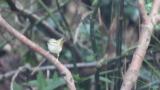 Sakhalin Leaf Warbler, bathing and quick movement