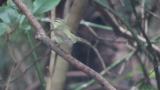 Kamchatka Leaf Warbler (suspected), preening after bathing