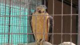 Crested Honey Buzzard in Himeji City Zoo, yawning