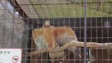 Crested Honey Buzzard in Himeji City Zoo, wing stretching