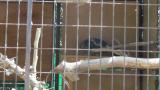 Crested Honey Buzzard in Himeji City Zoo, digging sand