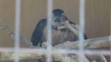 Crested Honey Buzzard in Himeji City Zoo, digging sand