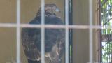 Crested Honey Buzzard in Himeji City Zoo, preening