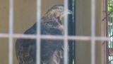 Crested Honey Buzzard in Himeji City Zoo, preening