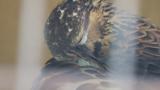 Crested Honey Buzzard in Himeji City Zoo, preening