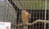Crested Honey Buzzard in Himeji City Zoo, watching zoo staff bringing in fresh sand