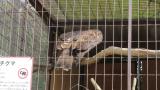 Crested Honey Buzzard in Himeji City Zoo, started trying freshly brought sand