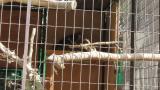 Crested Honey Buzzard in Himeji City Zoo, digging freshly brought sand