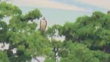 Crested Honey Buzzard resting during migration