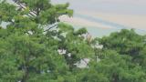 Crested Honey Buzzard resting during migration