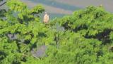 Crested Honey Buzzard resting during migration.  Took flight at the end.