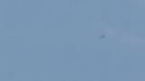Distantly soaring Crested Honey Buzzard on migration