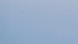 Soaring Crested Honey Buzzard on migration