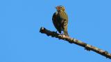 Perched Olive-backed Pipit, preening and took flight