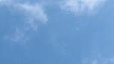 Kettle of Grey-faced Buzzards and Eastern Buzzard