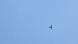 Soaring Grey-faced Buzzard on migration