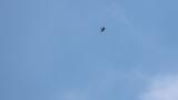 Gliding Grey-faced Buzzard on migration