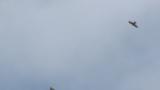 Soaring Eastern Buzzard and Grey-faced Buzzards