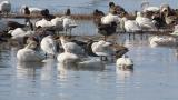 Tundra Swans and Taiga Bean Geese