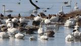 Waterfowls in front of Kohoku Wild Birds Center