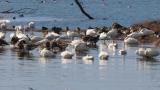 Waterfowls in front of Kohoku Wild Birds Center