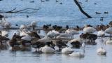 Waterfowls in front of Kohoku Wild Birds Center