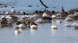 Waterfowls in front of Kohoku Wild Birds Center