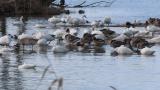 Waterfowls in front of Kohoku Wild Birds Center