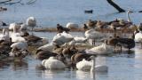 Waterfowls in front of Kohoku Wild Birds Center