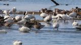 Waterfowls in front of Kohoku Wild Birds Center