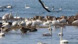 Waterfowls in front of Kohoku Wild Birds Center