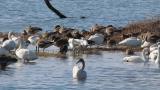 Waterfowls in front of Kohoku Wild Birds Center