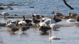 Waterfowls in front of Kohoku Wild Birds Center