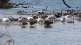 Waterfowls in front of Kohoku Wild Birds Center