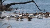 Waterfowls in front of Kohoku Wild Birds Center
