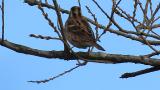 Perched Rustic Bunting