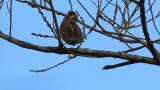 Perched Rustic Bunting