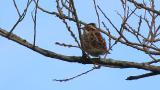 Perched Rustic Bunting